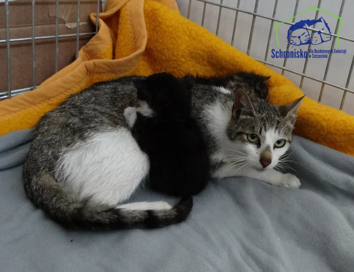 176K/24, Mixed Breed for adoption at Schronisko Szczecin, Szczecin