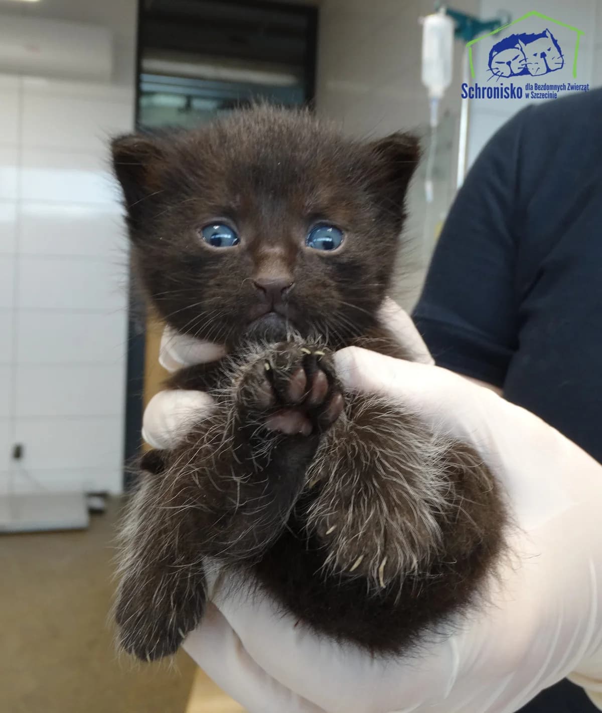 177K/25, Mixed Breed for adoption at Schronisko Szczecin, Szczecin