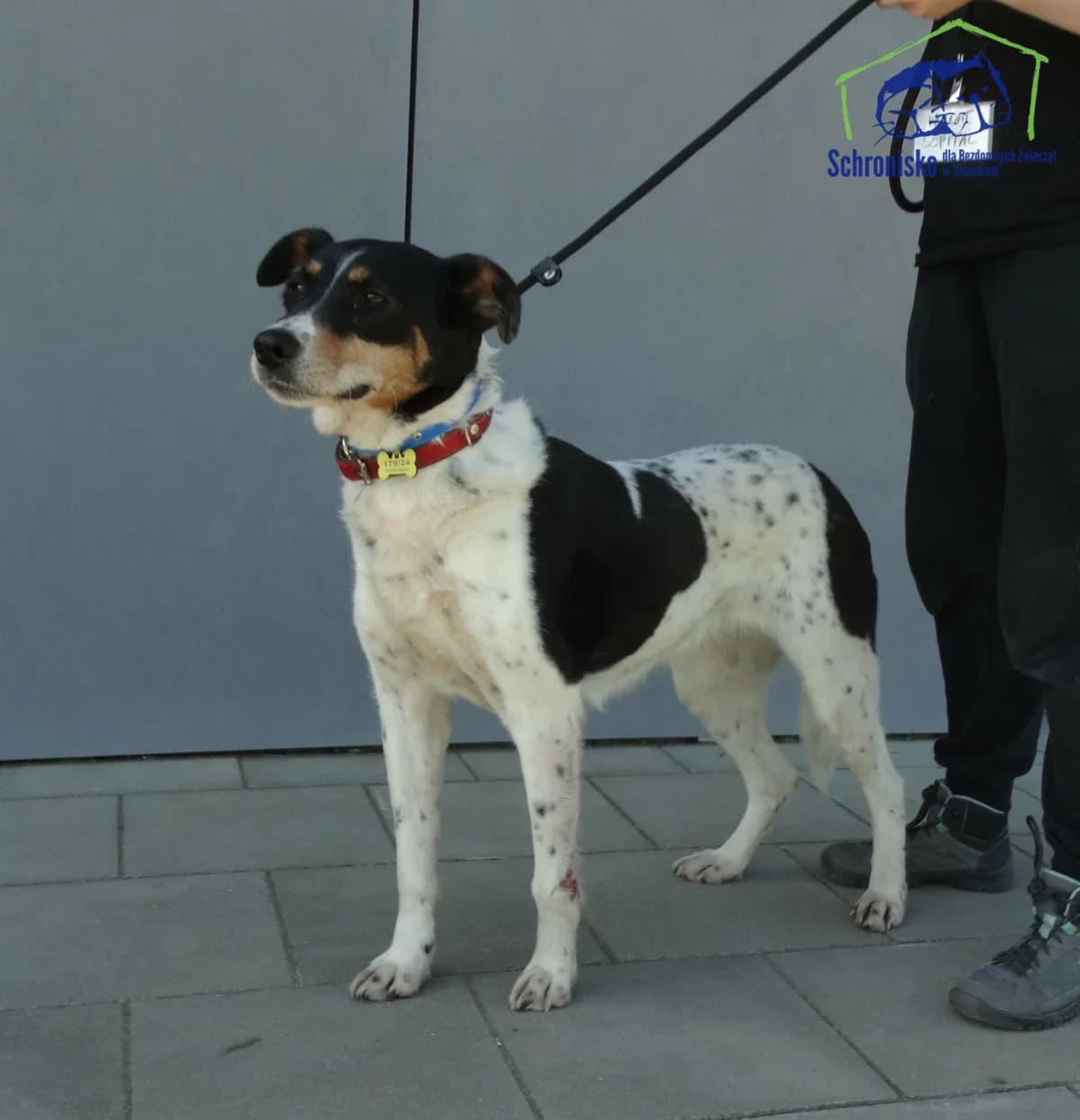 178/24, Mixed Breed for adoption at Schronisko Szczecin, Szczecin