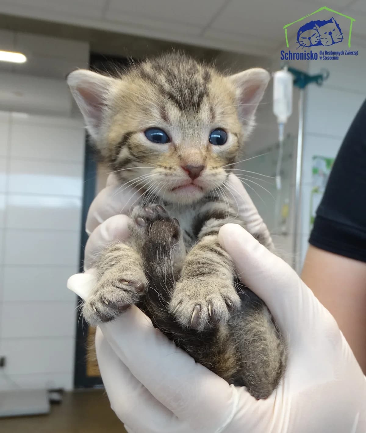 178K/25, Mixed Breed for adoption at Schronisko Szczecin, Szczecin