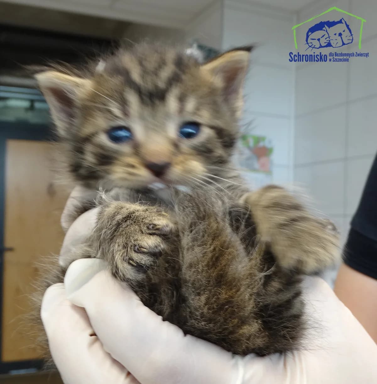 179K/25, Mixed Breed for adoption at Schronisko Szczecin, Szczecin