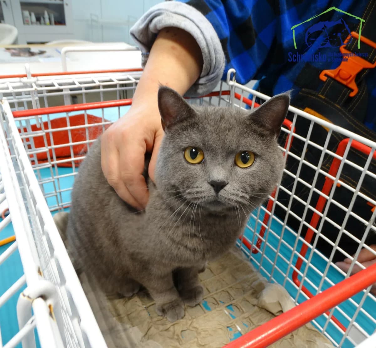 182K/24, Mixed Breed for adoption at Schronisko Szczecin, Szczecin