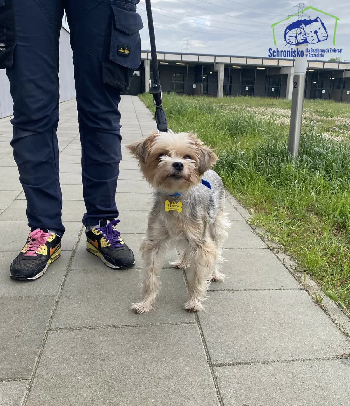 184/24, Mixed Breed for adoption at Schronisko Szczecin, Szczecin