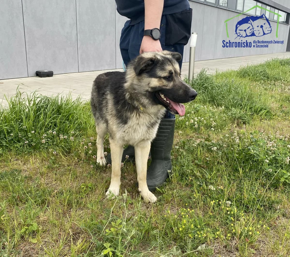 185/24, Mixed Breed for adoption at Schronisko Szczecin, Szczecin