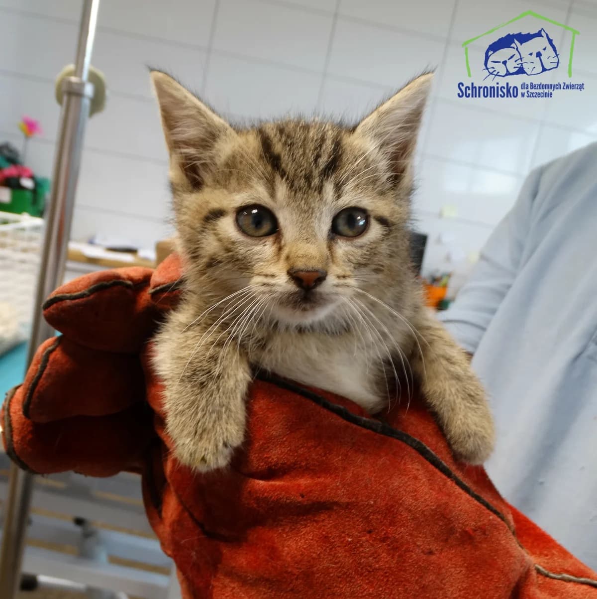 195K/24, Mixed Breed for adoption at Schronisko Szczecin, Szczecin