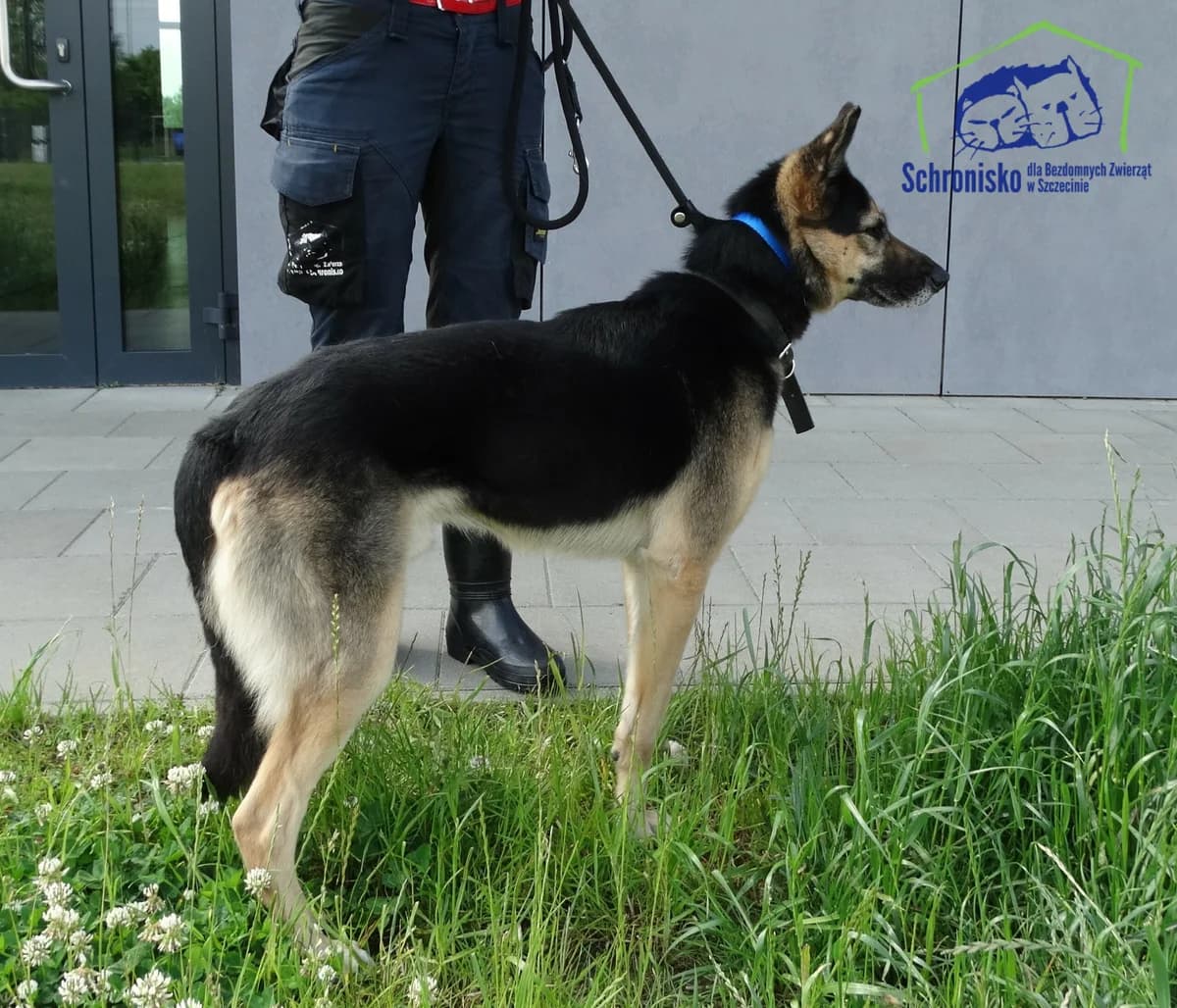 197/24, Mixed Breed for adoption at Schronisko Szczecin, Szczecin