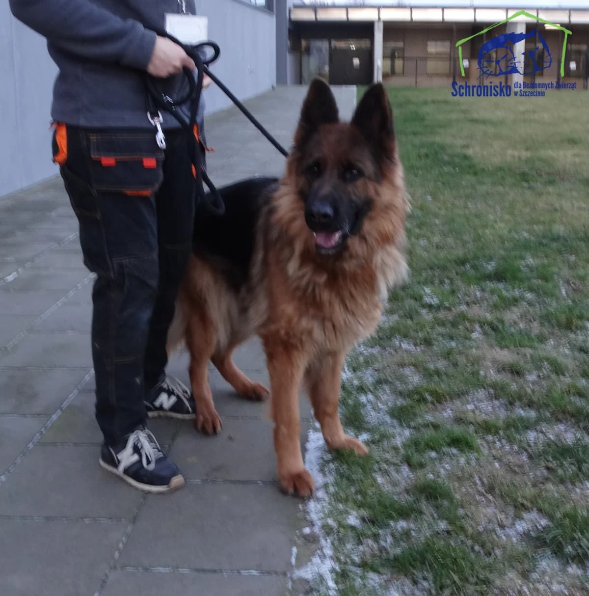 2/26, Mixed Breed for adoption at Schronisko Szczecin, Szczecin