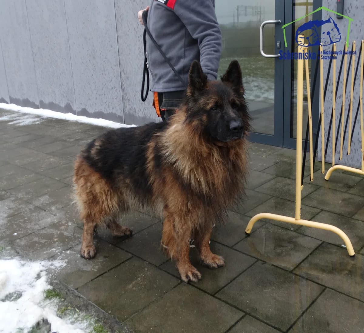 20/26, Mixed Breed for adoption at Schronisko Szczecin, Szczecin