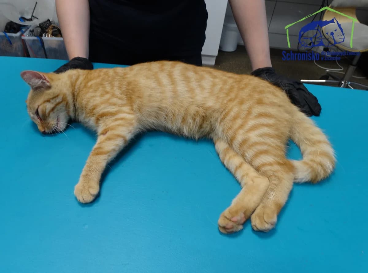 205K/25, Mixed Breed for adoption at Schronisko Szczecin, Szczecin