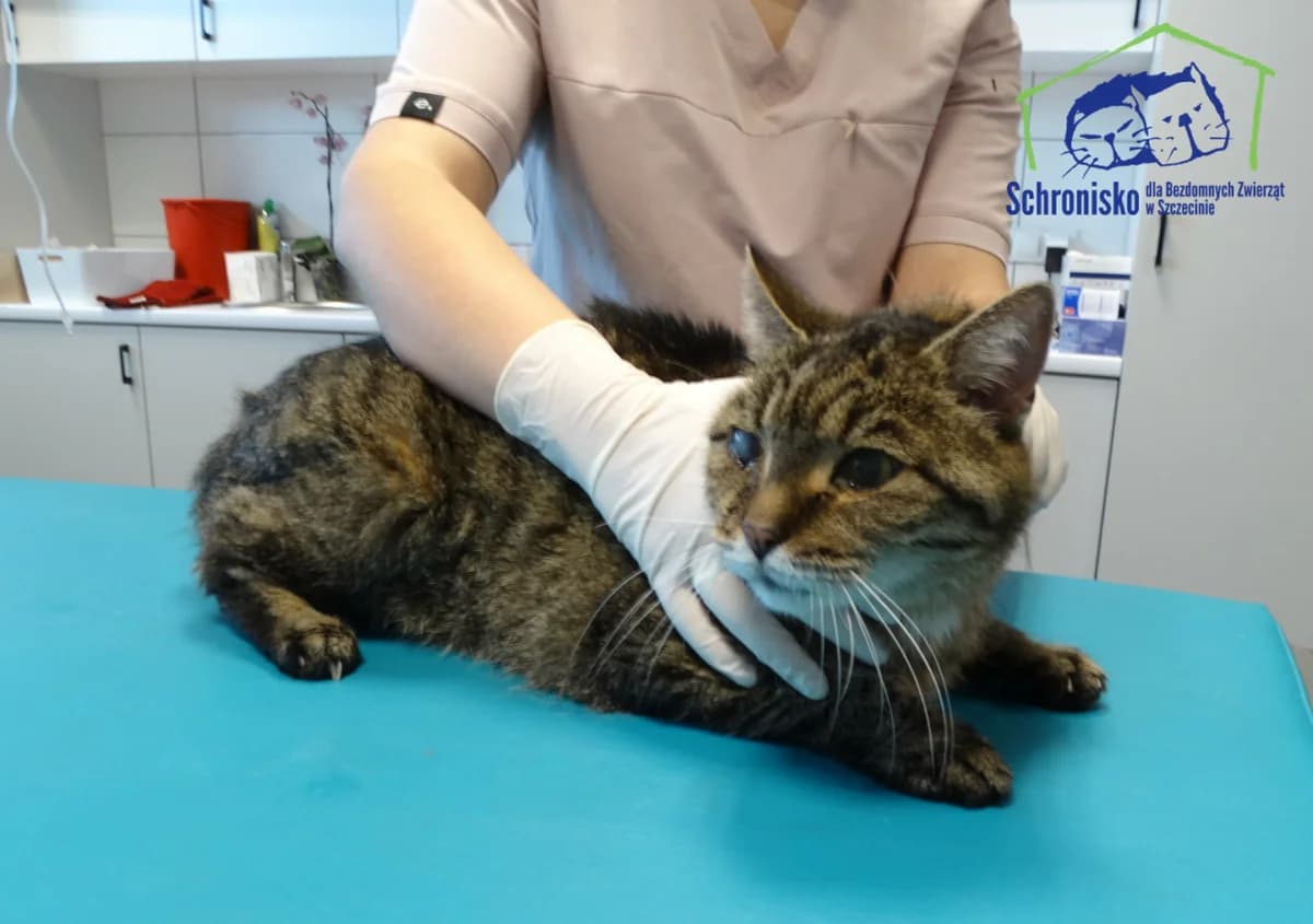 Szczęściarz, Mixed Breed for adoption at Schronisko Szczecin, Szczecin