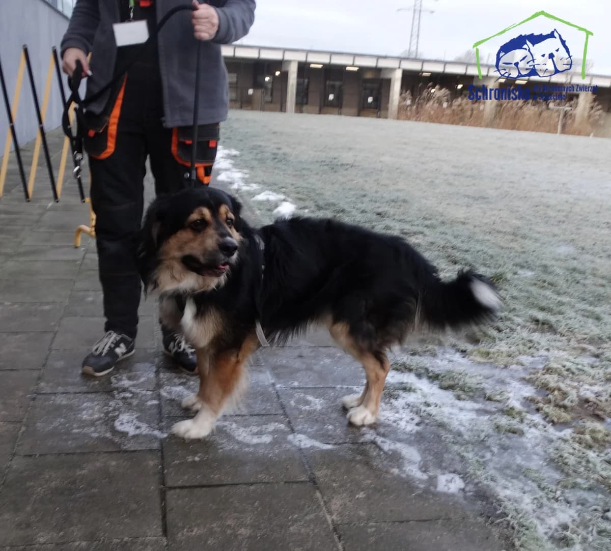 22/26, Mixed Breed for adoption at Schronisko Szczecin, Szczecin