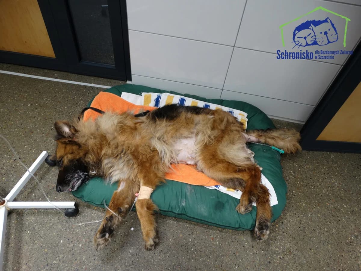 228/24, Mixed Breed for adoption at Schronisko Szczecin, Szczecin