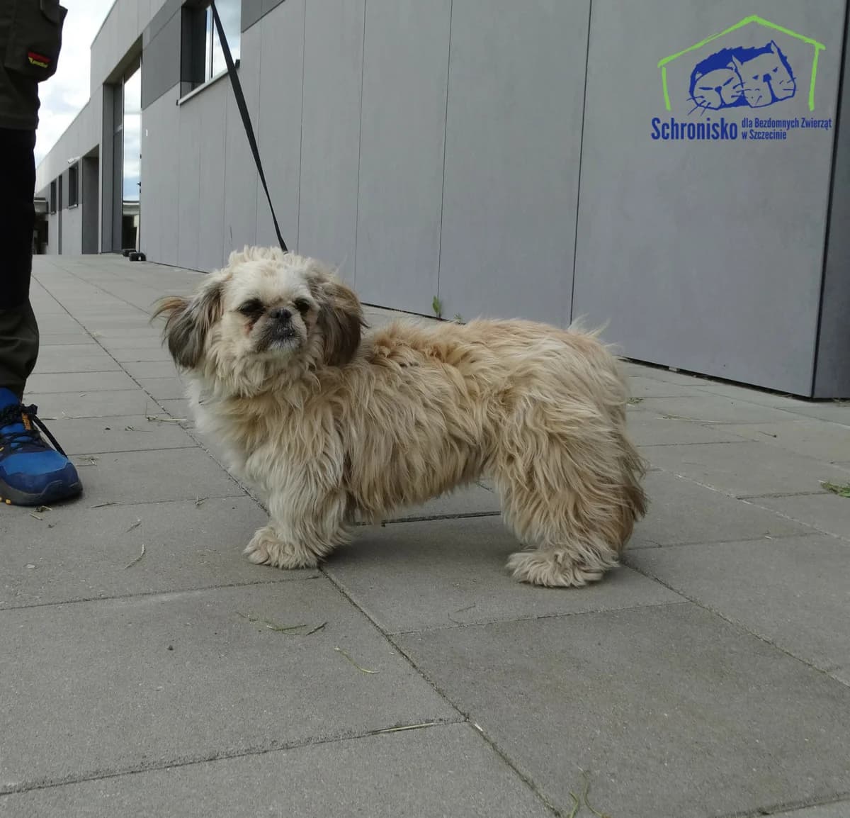 229/24, Mixed Breed for adoption at Schronisko Szczecin, Szczecin