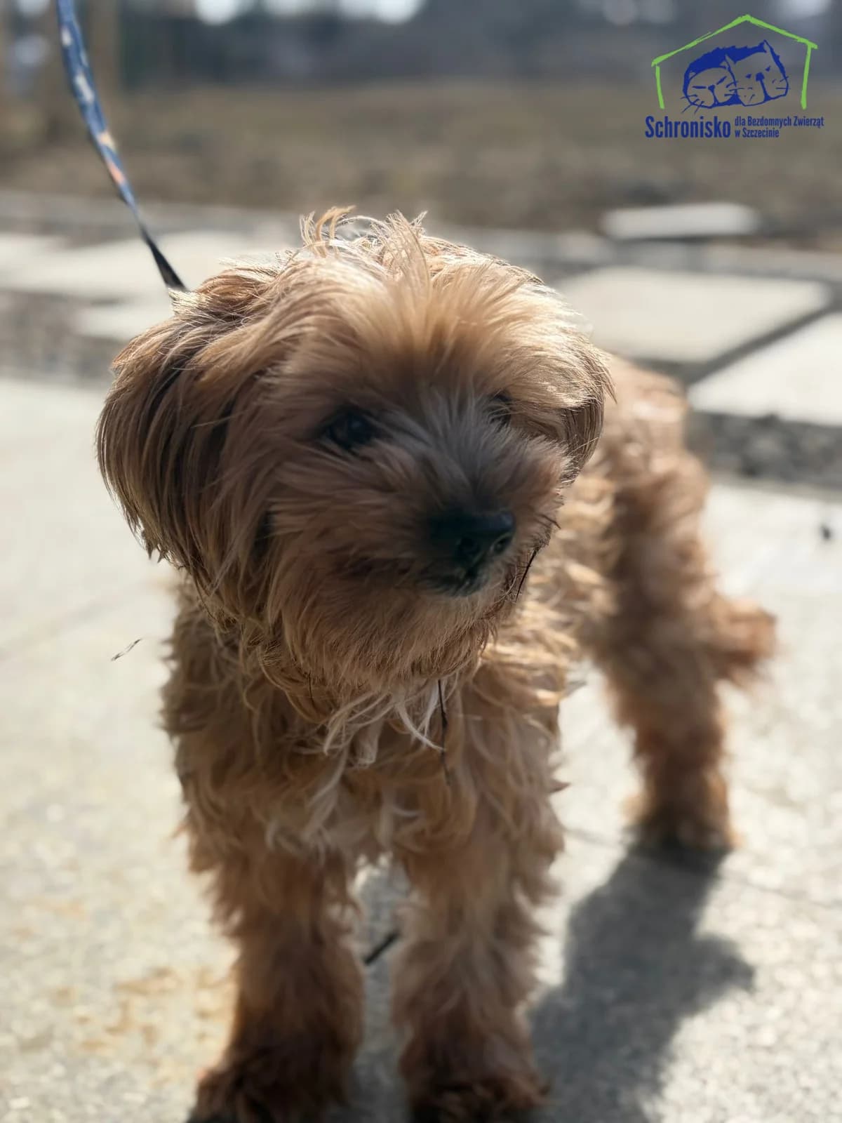 Budyń, Mixed Breed for adoption at Schronisko Szczecin, Szczecin