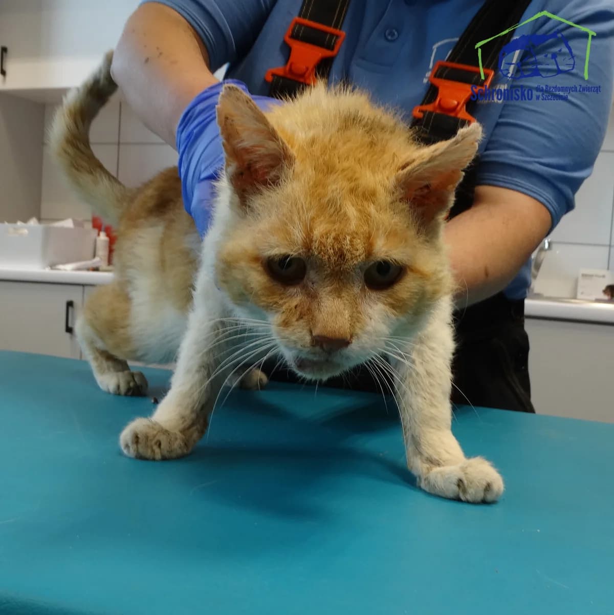 239K/24, Mixed Breed for adoption at Schronisko Szczecin, Szczecin