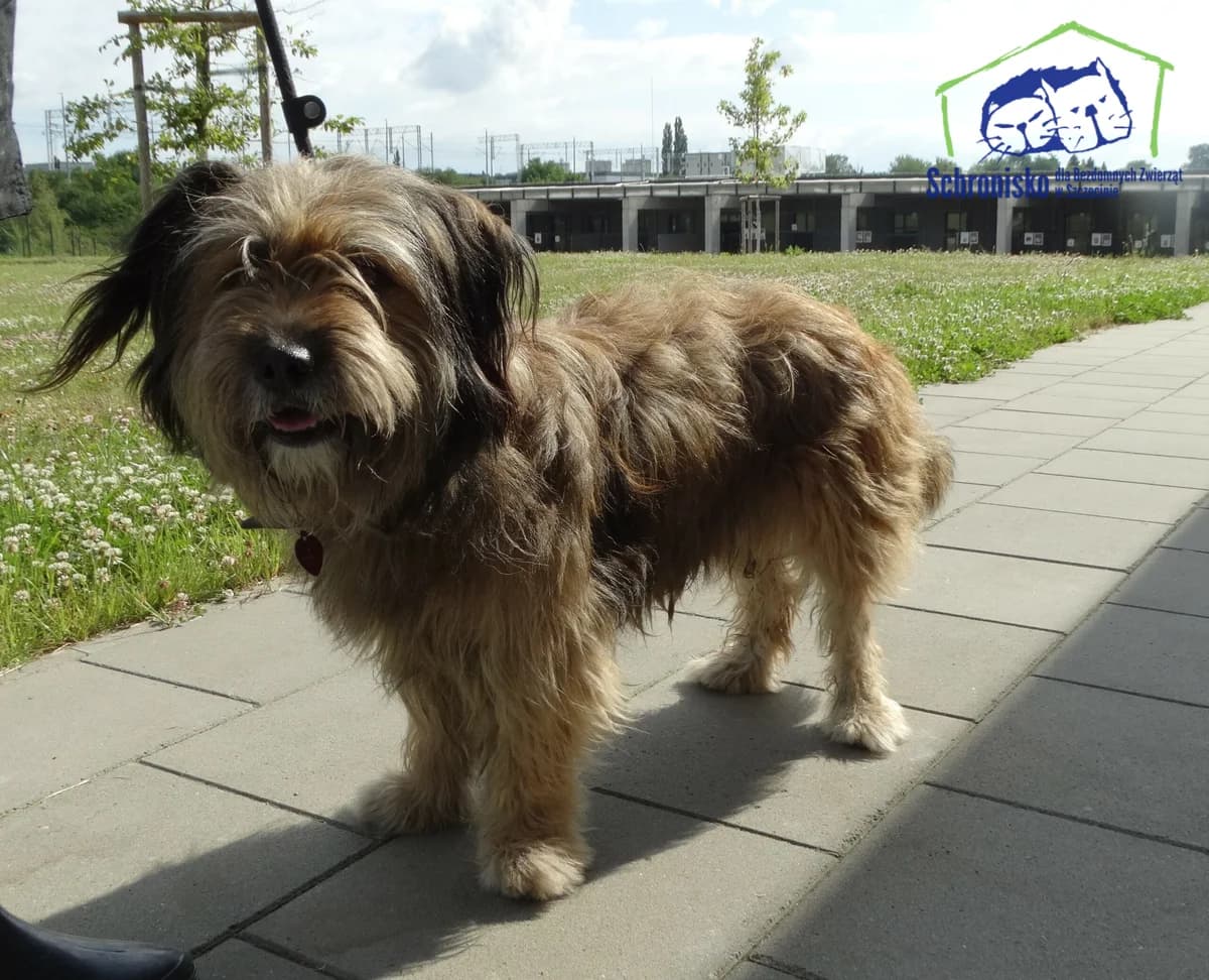 245/24, Mixed Breed for adoption at Schronisko Szczecin, Szczecin