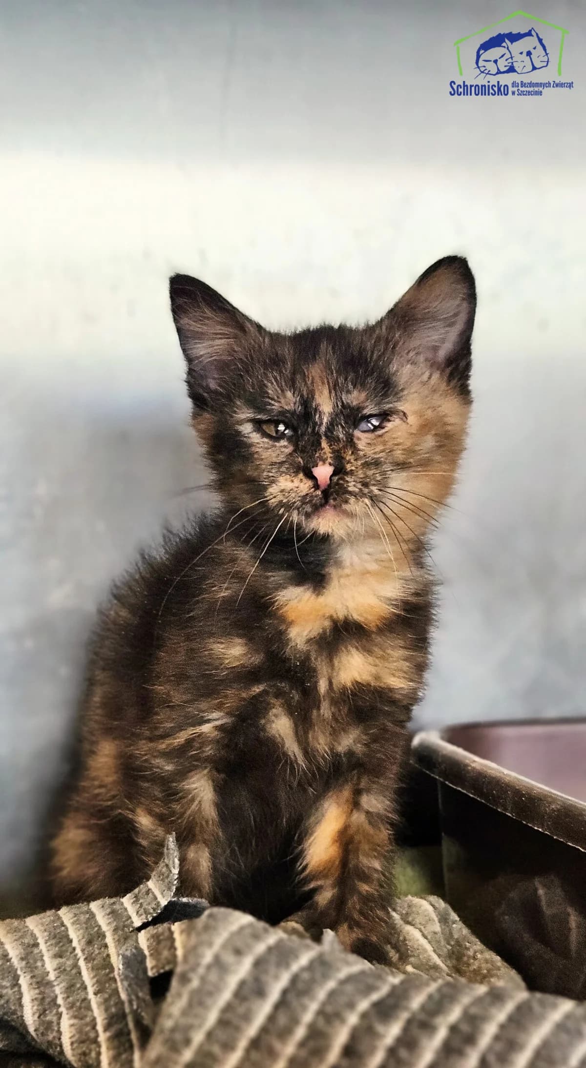 Sari, Mixed Breed for adoption at Schronisko Szczecin, Szczecin