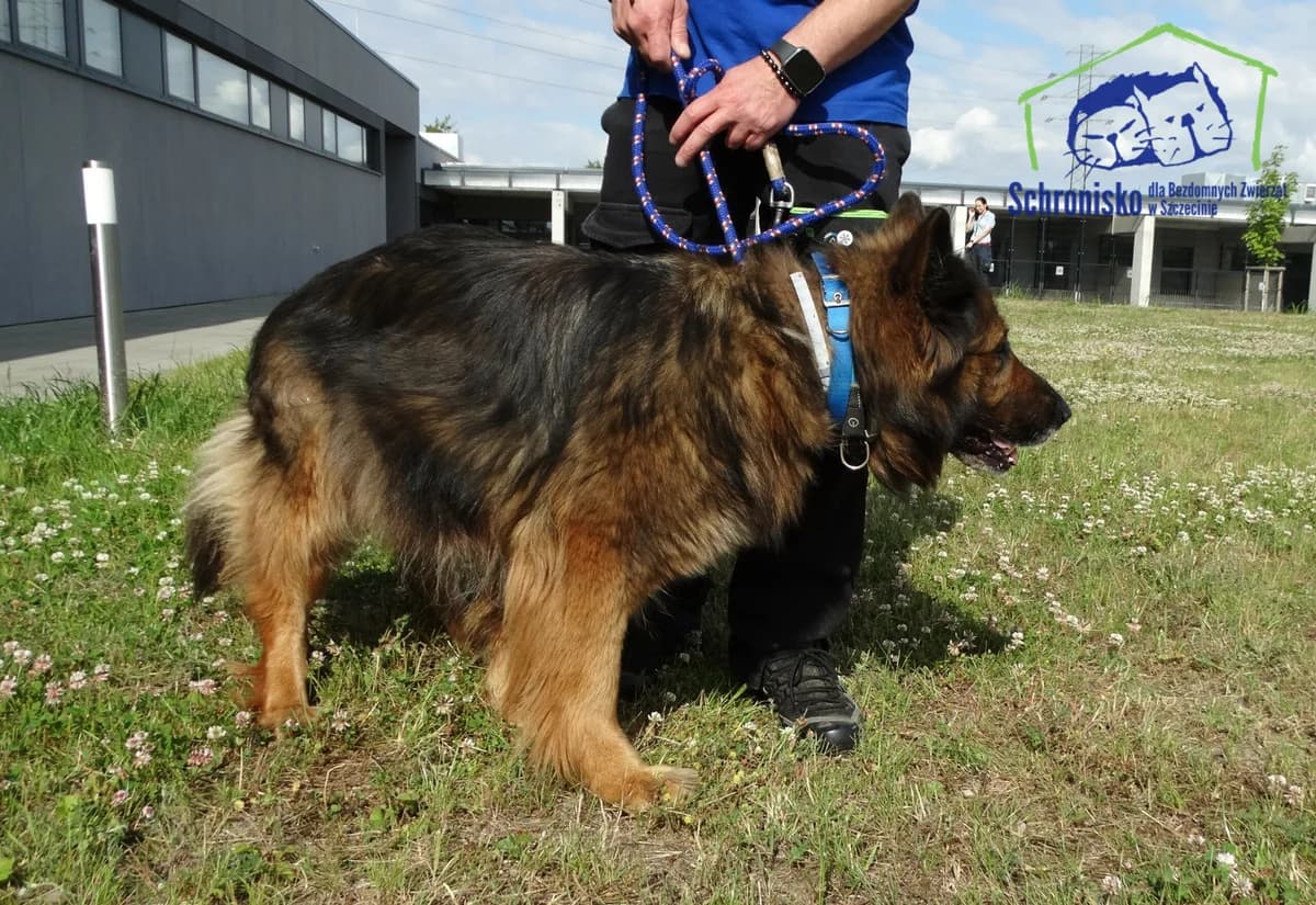 246/24, Mixed Breed for adoption at Schronisko Szczecin, Szczecin