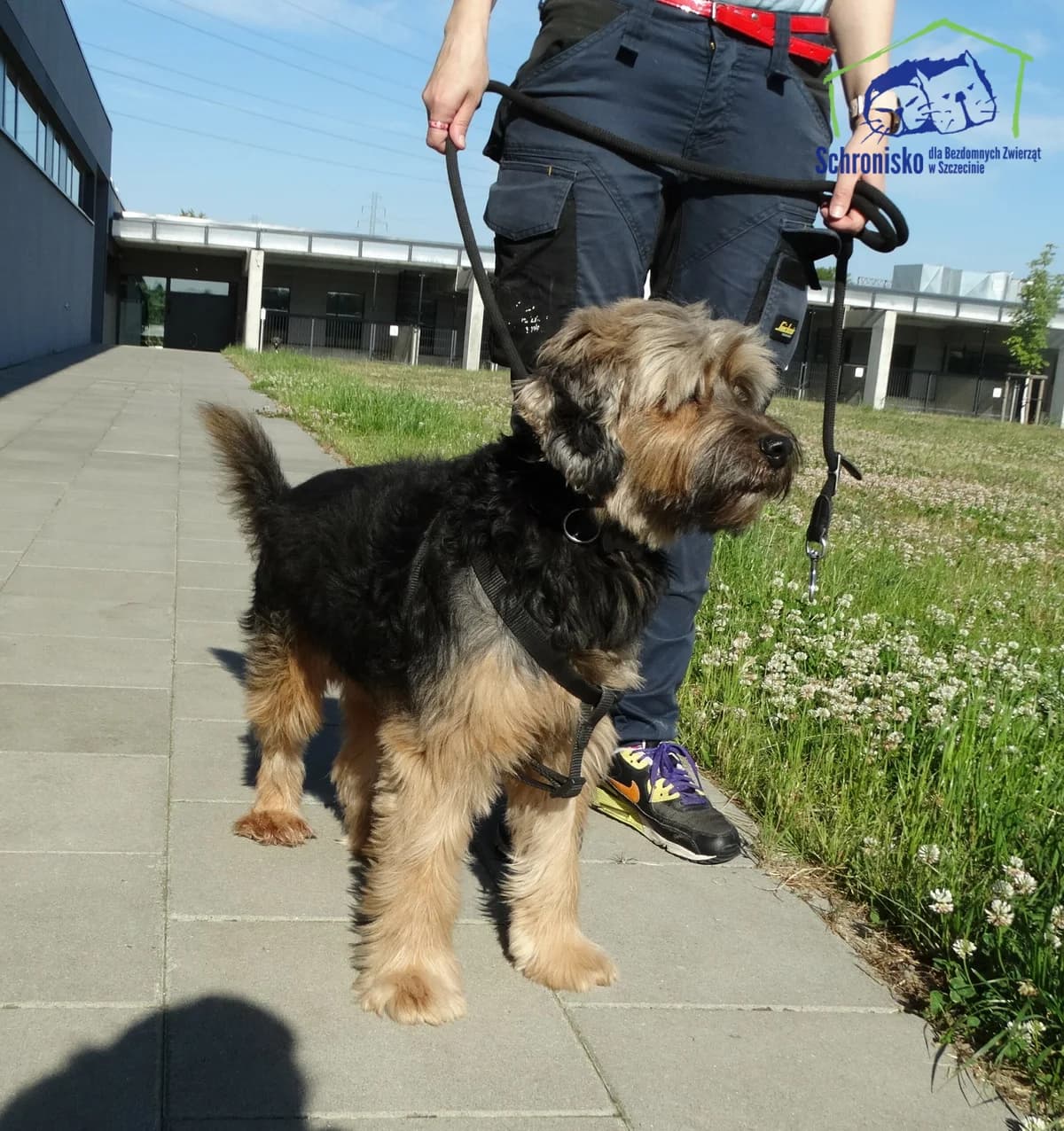248/24, Mixed Breed for adoption at Schronisko Szczecin, Szczecin