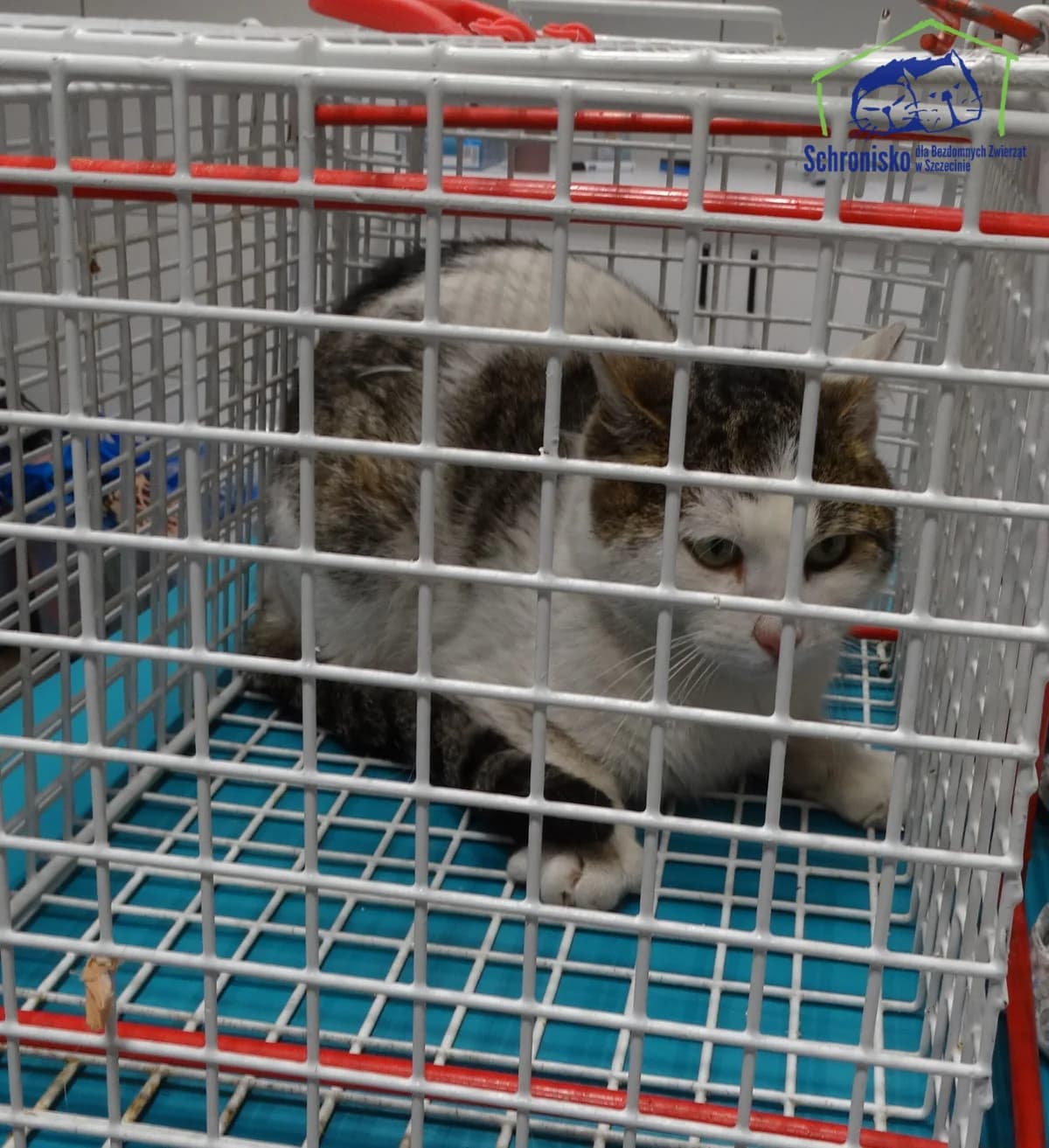 24K/26, Mixed Breed for adoption at Schronisko Szczecin, Szczecin