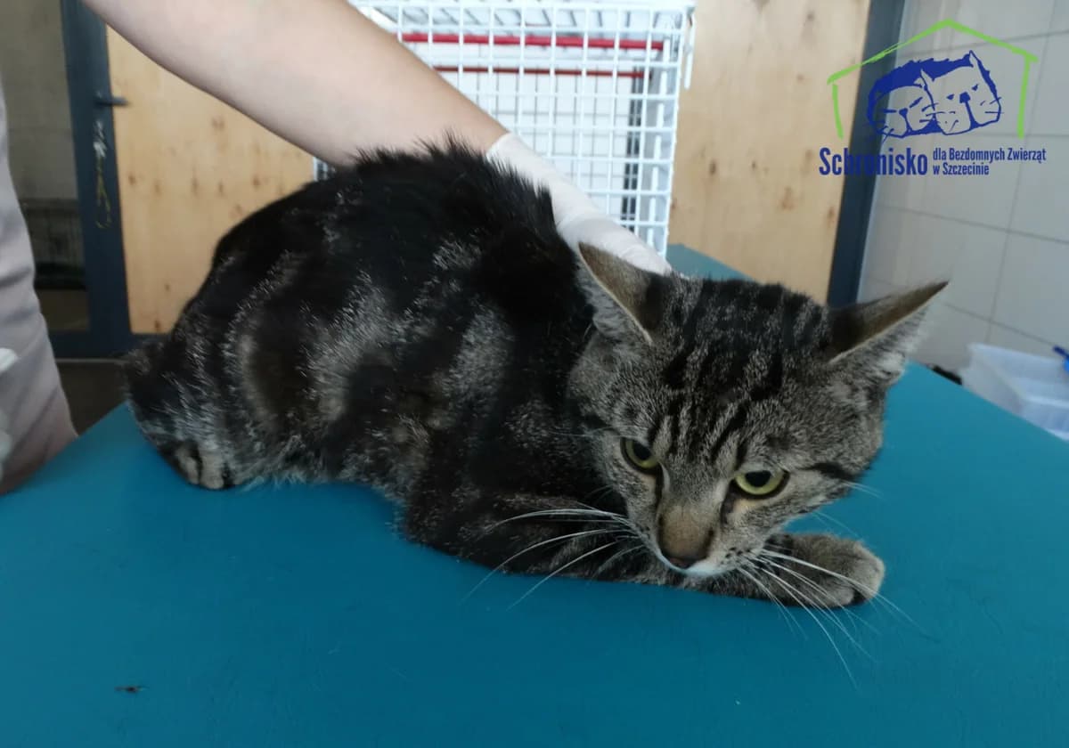 252K/24, Mixed Breed for adoption at Schronisko Szczecin, Szczecin
