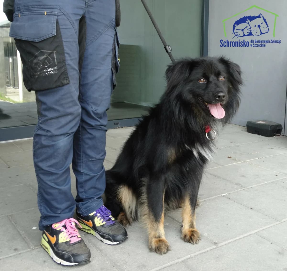 254/24, Mixed Breed for adoption at Schronisko Szczecin, Szczecin