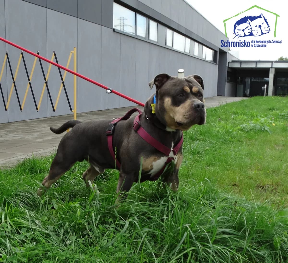 283/25, Mixed Breed for adoption at Schronisko Szczecin, Szczecin