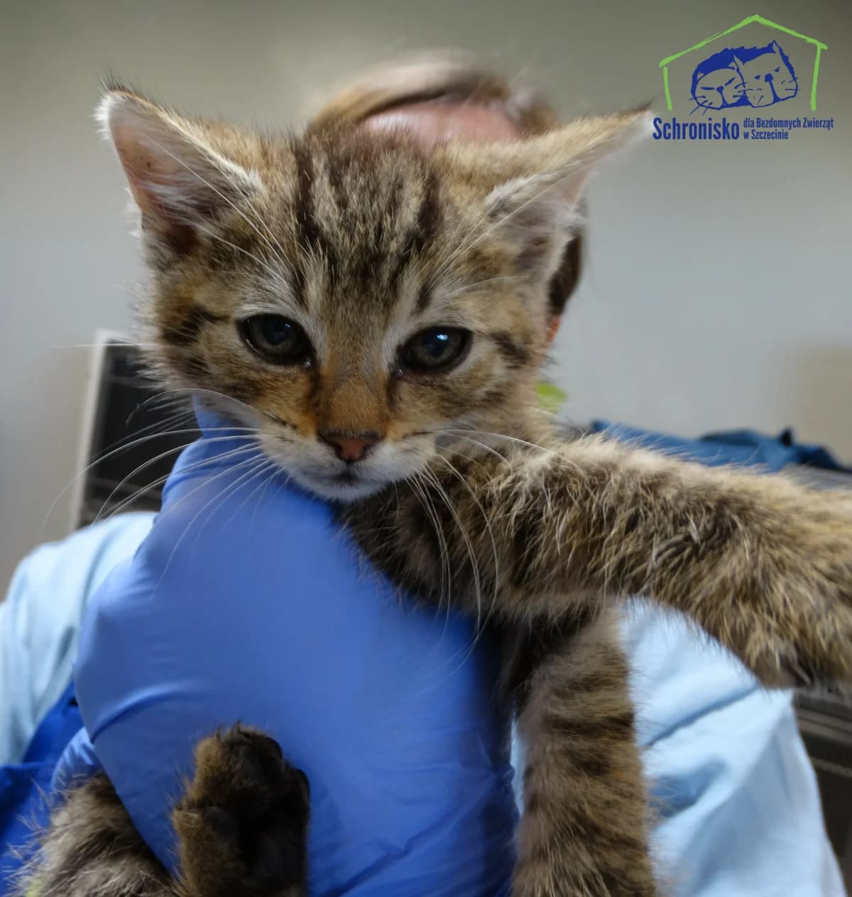 285K/24, Mixed Breed for adoption at Schronisko Szczecin, Szczecin