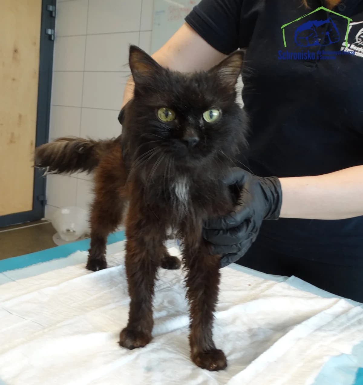 320K/25, Mixed Breed for adoption at Schronisko Szczecin, Szczecin