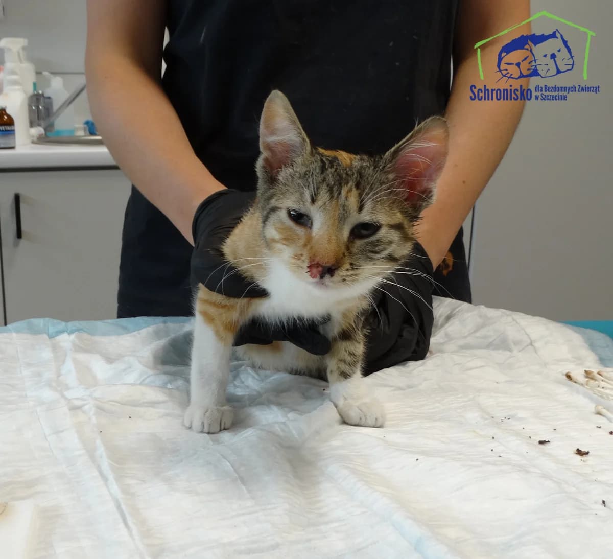335K/25, Mixed Breed for adoption at Schronisko Szczecin, Szczecin