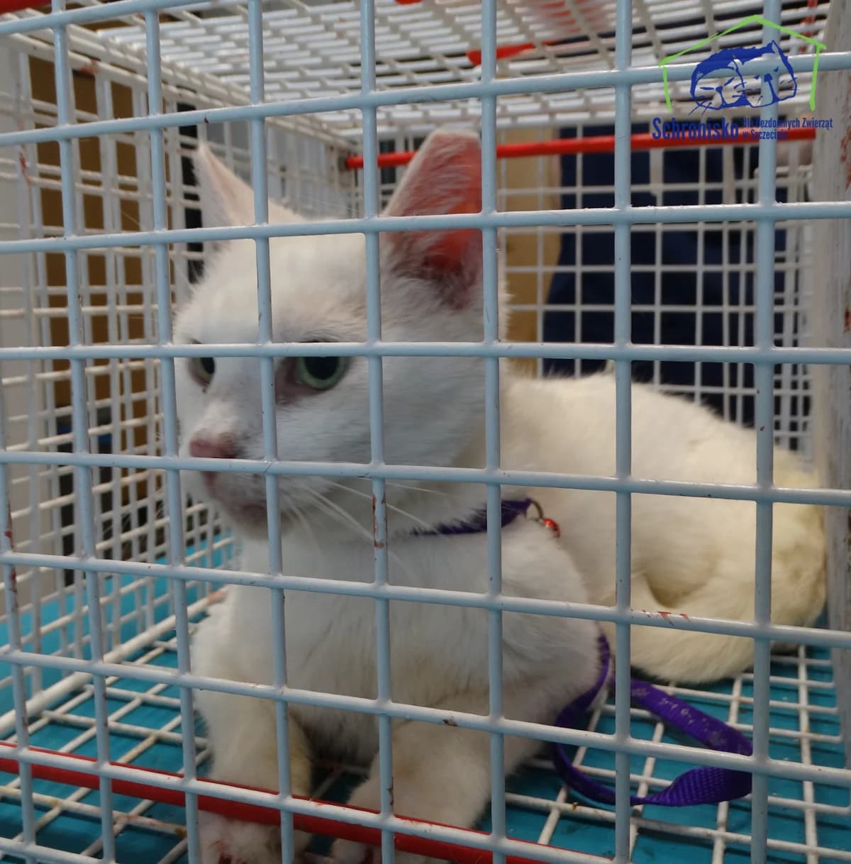 362K/25, Mixed Breed for adoption at Schronisko Szczecin, Szczecin