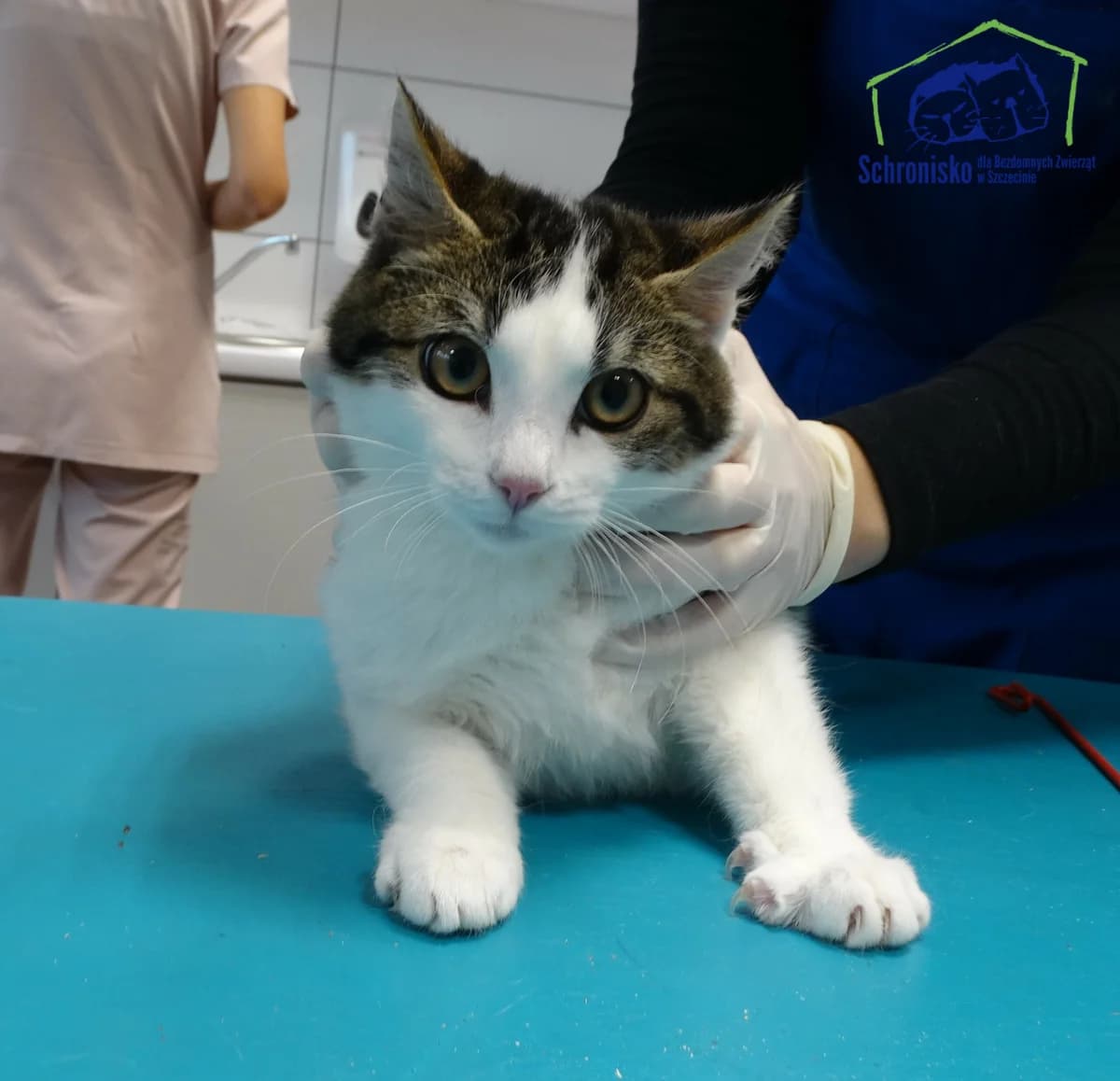 366K/24, Mixed Breed for adoption at Schronisko Szczecin, Szczecin
