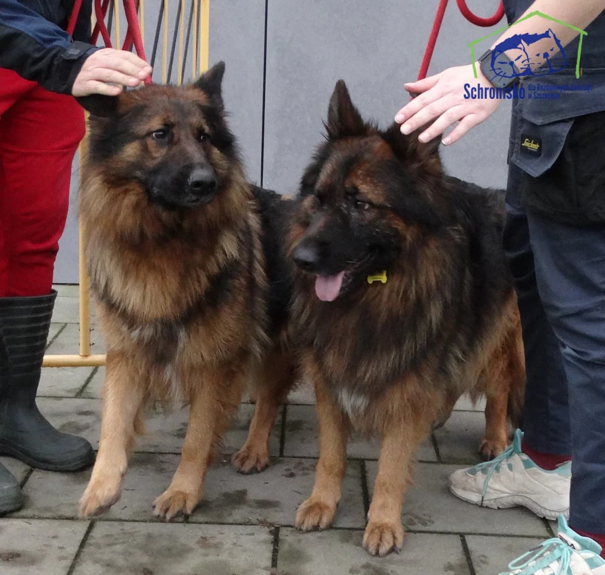 381/25, Mixed Breed for adoption at Schronisko Szczecin, Szczecin