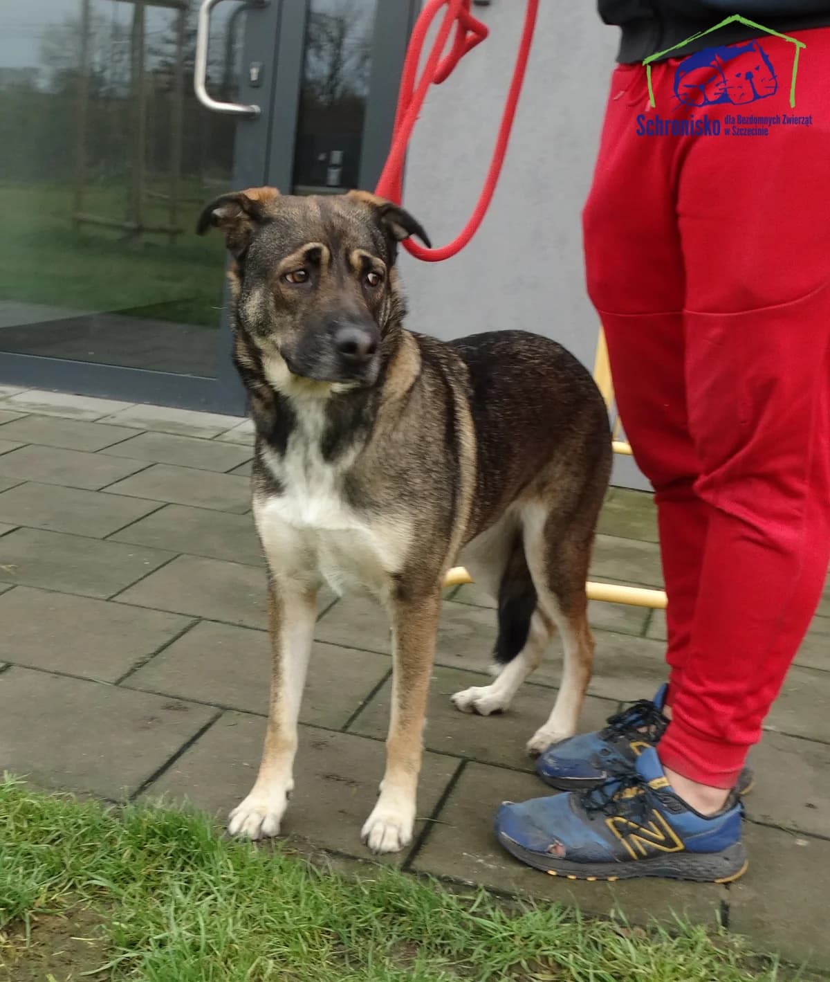 387/25, Mixed Breed for adoption at Schronisko Szczecin, Szczecin
