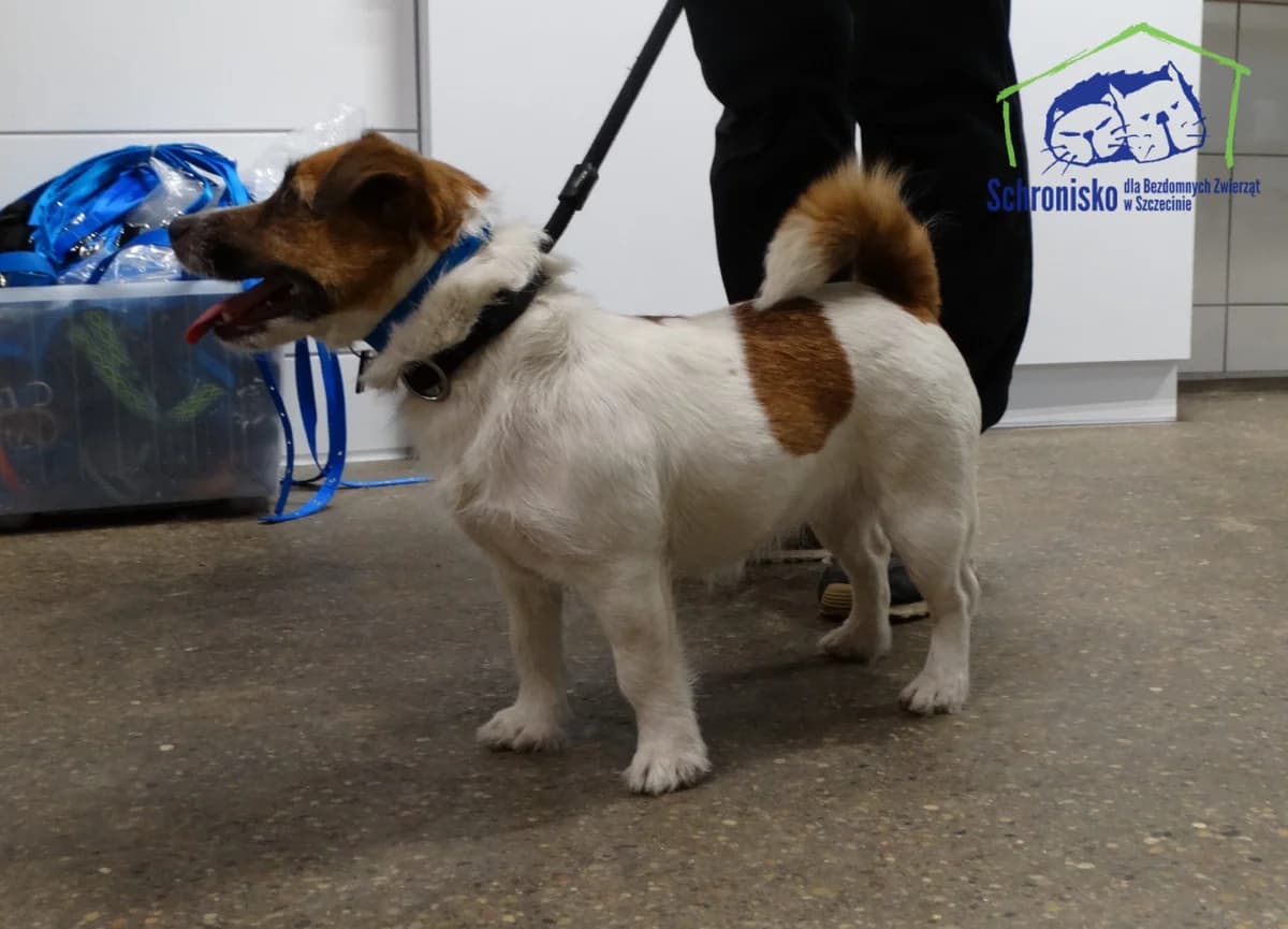 397/25, Mixed Breed for adoption at Schronisko Szczecin, Szczecin