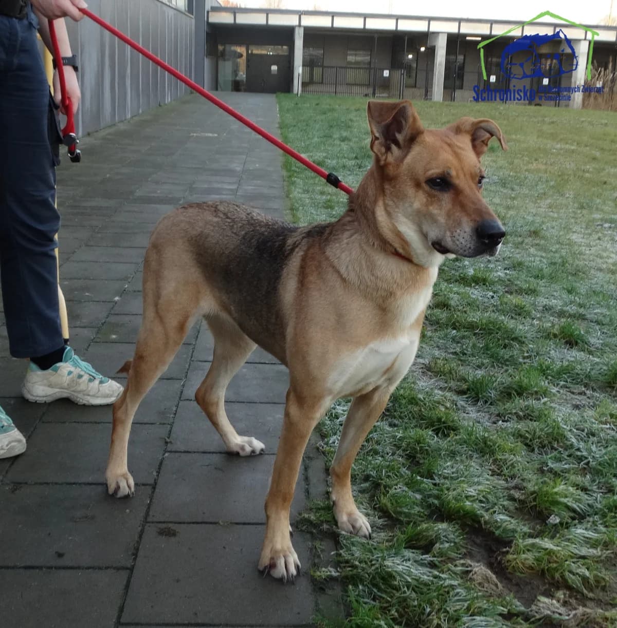 398/25, Mixed Breed for adoption at Schronisko Szczecin, Szczecin