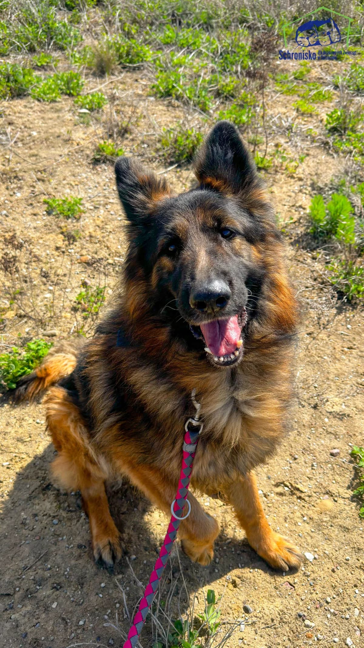Brego, Mixed Breed for adoption at Schronisko Szczecin, Szczecin