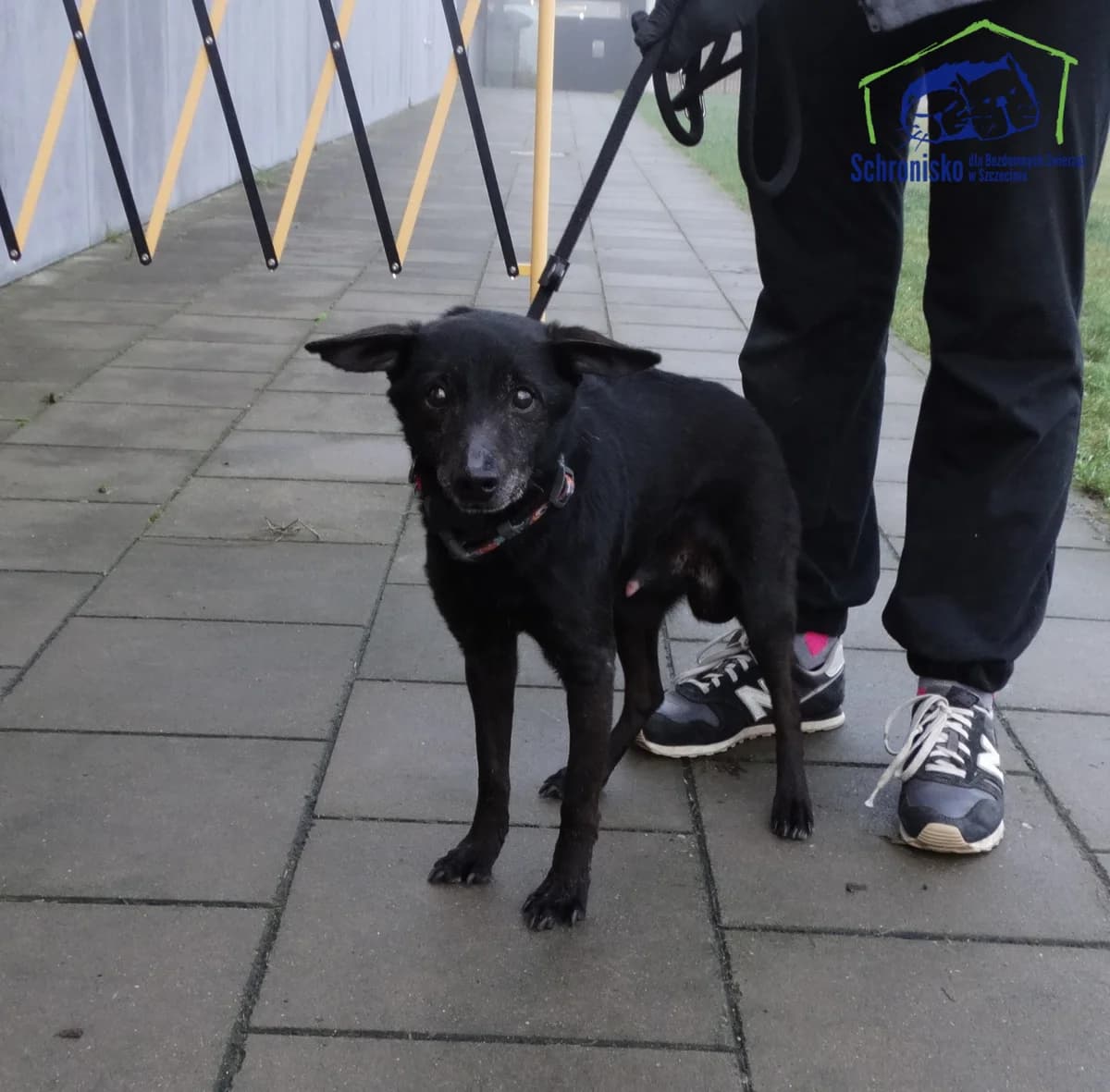 400/25, Mixed Breed for adoption at Schronisko Szczecin, Szczecin