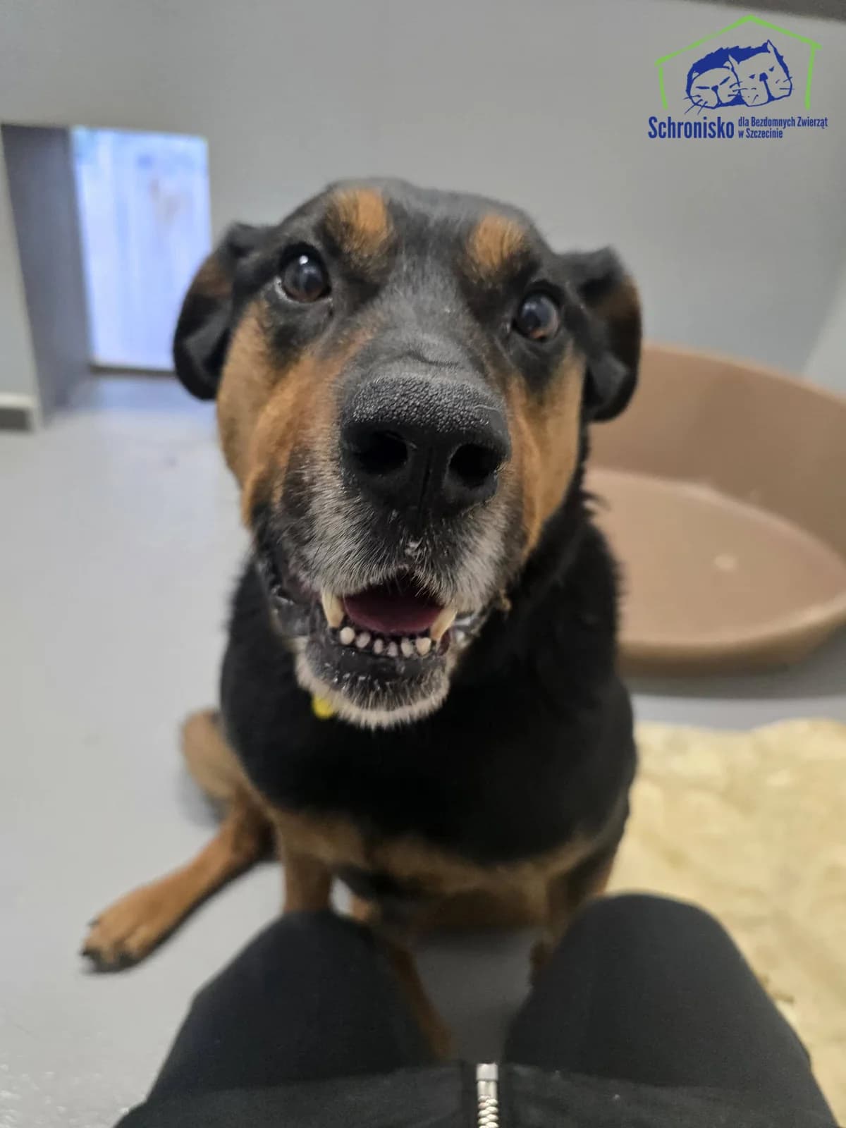 Edgar, Mixed Breed for adoption at Schronisko Szczecin, Szczecin