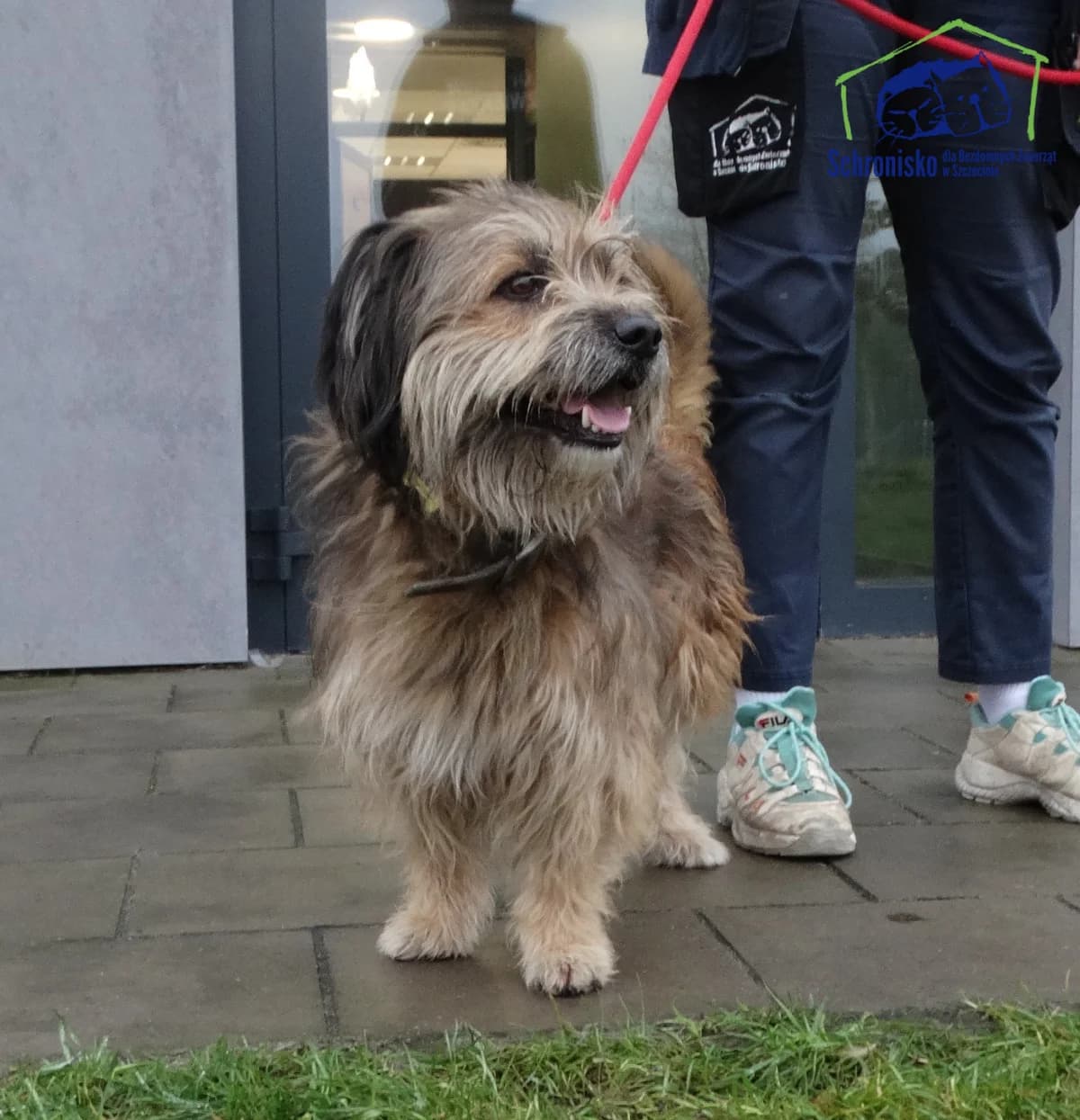 405/25, Mixed Breed for adoption at Schronisko Szczecin, Szczecin