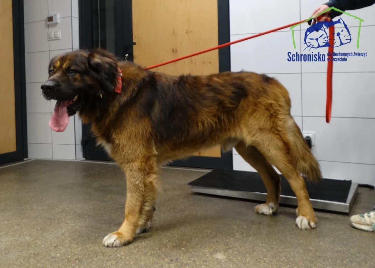 406/25, Mixed Breed for adoption at Schronisko Szczecin, Szczecin
