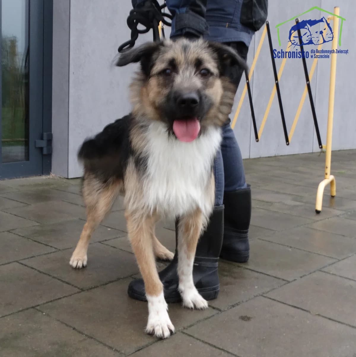 408/25, Mixed Breed for adoption at Schronisko Szczecin, Szczecin