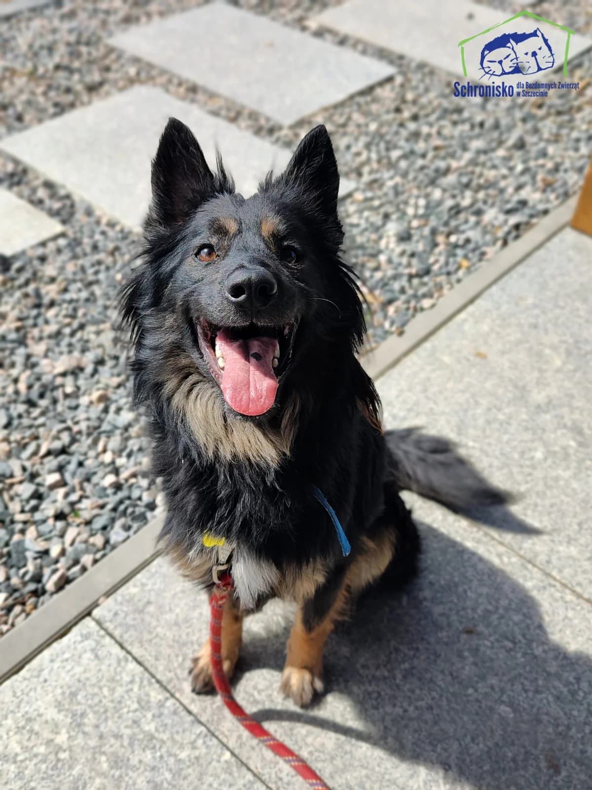 Sami, Mixed Breed for adoption at Schronisko Szczecin, Szczecin