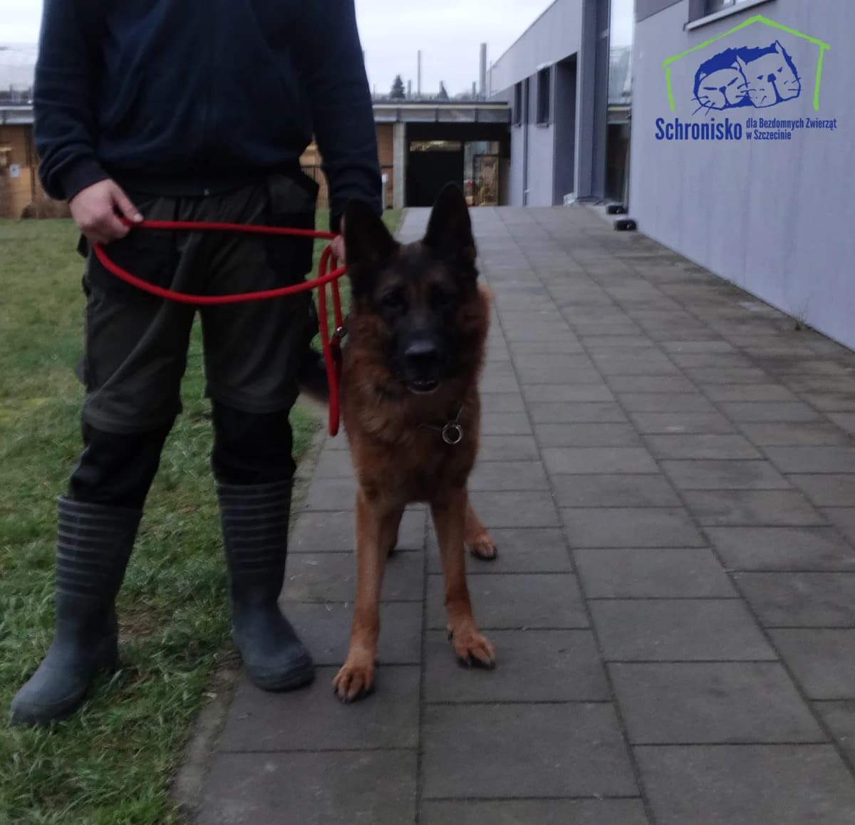 411/25, Mixed Breed for adoption at Schronisko Szczecin, Szczecin