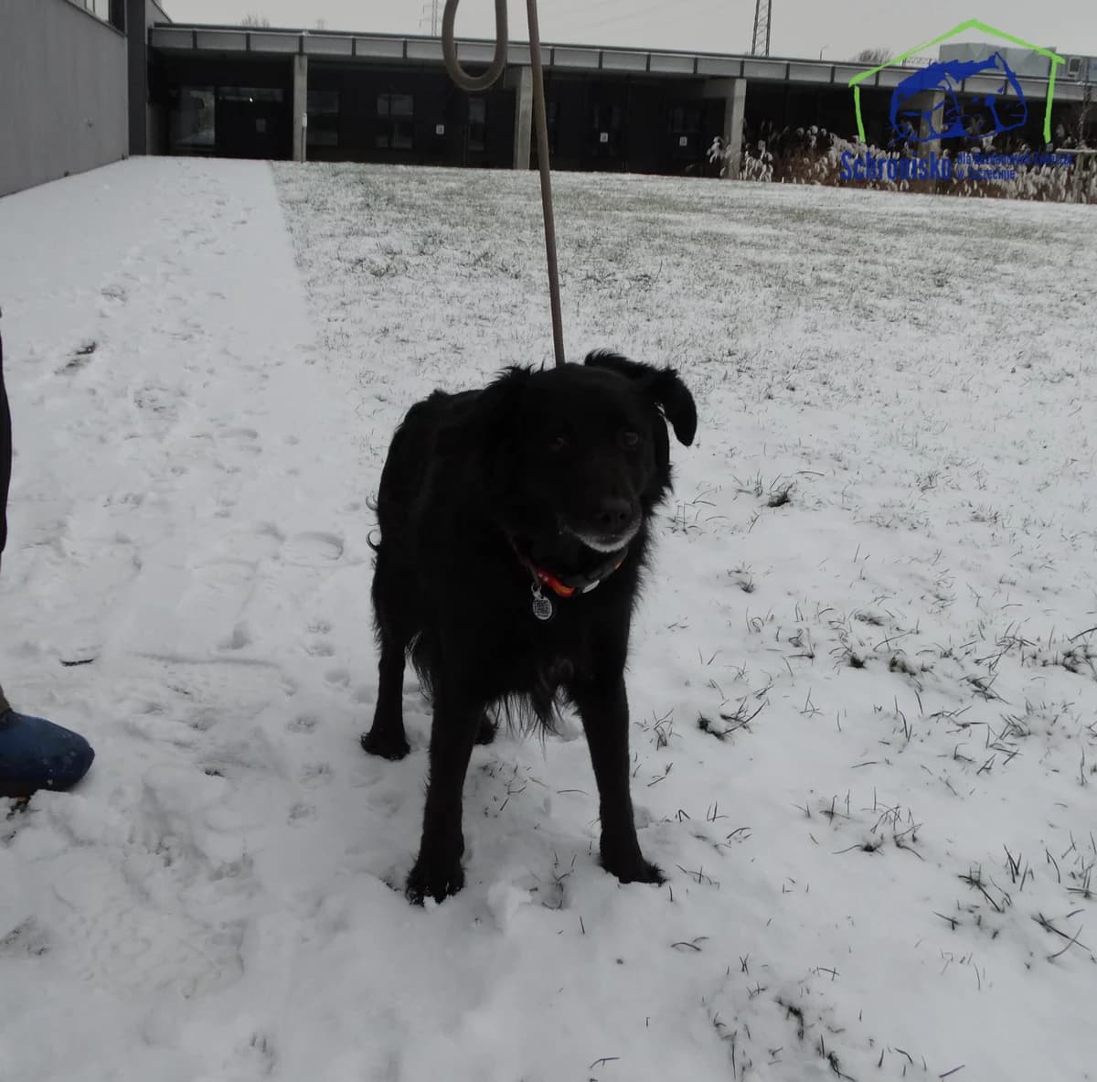418/25, Mixed Breed for adoption at Schronisko Szczecin, Szczecin