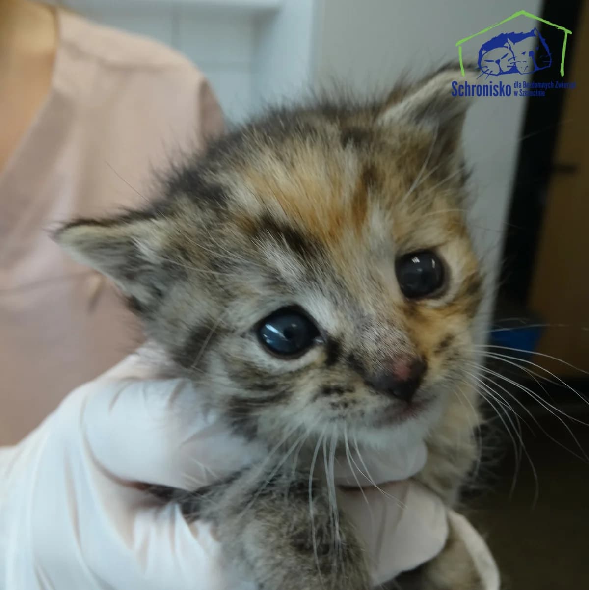 421K/24, Mixed Breed for adoption at Schronisko Szczecin, Szczecin
