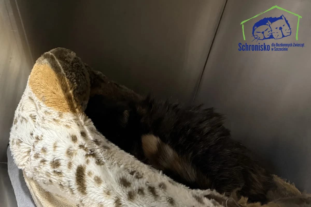 465K/25, Mixed Breed for adoption at Schronisko Szczecin, Szczecin