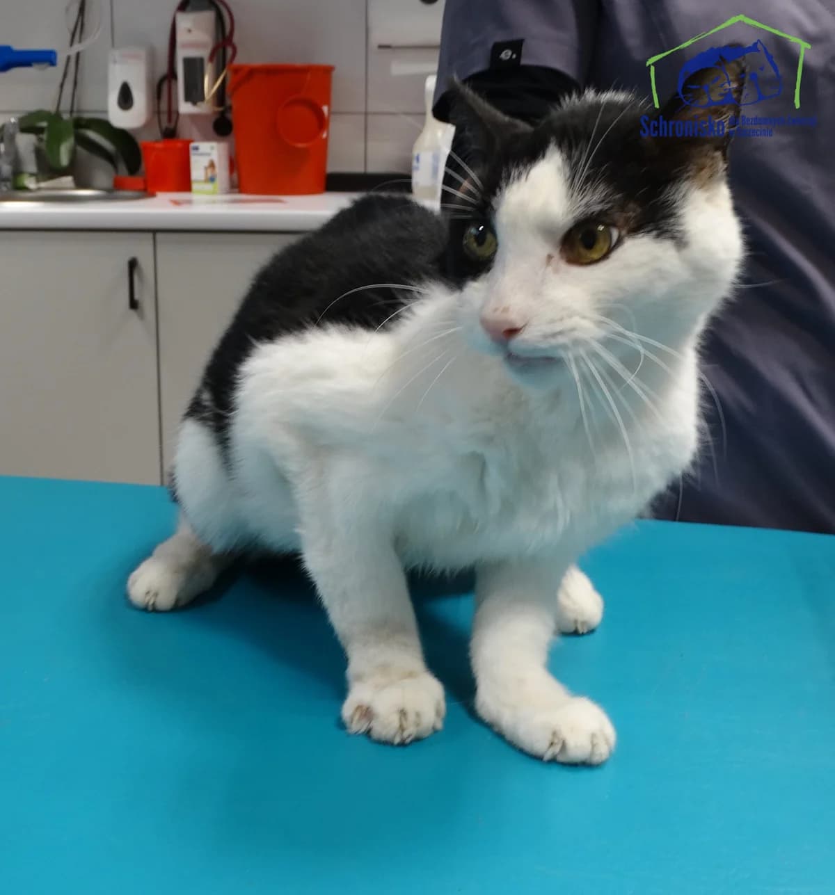 501K/24, Mixed Breed for adoption at Schronisko Szczecin, Szczecin