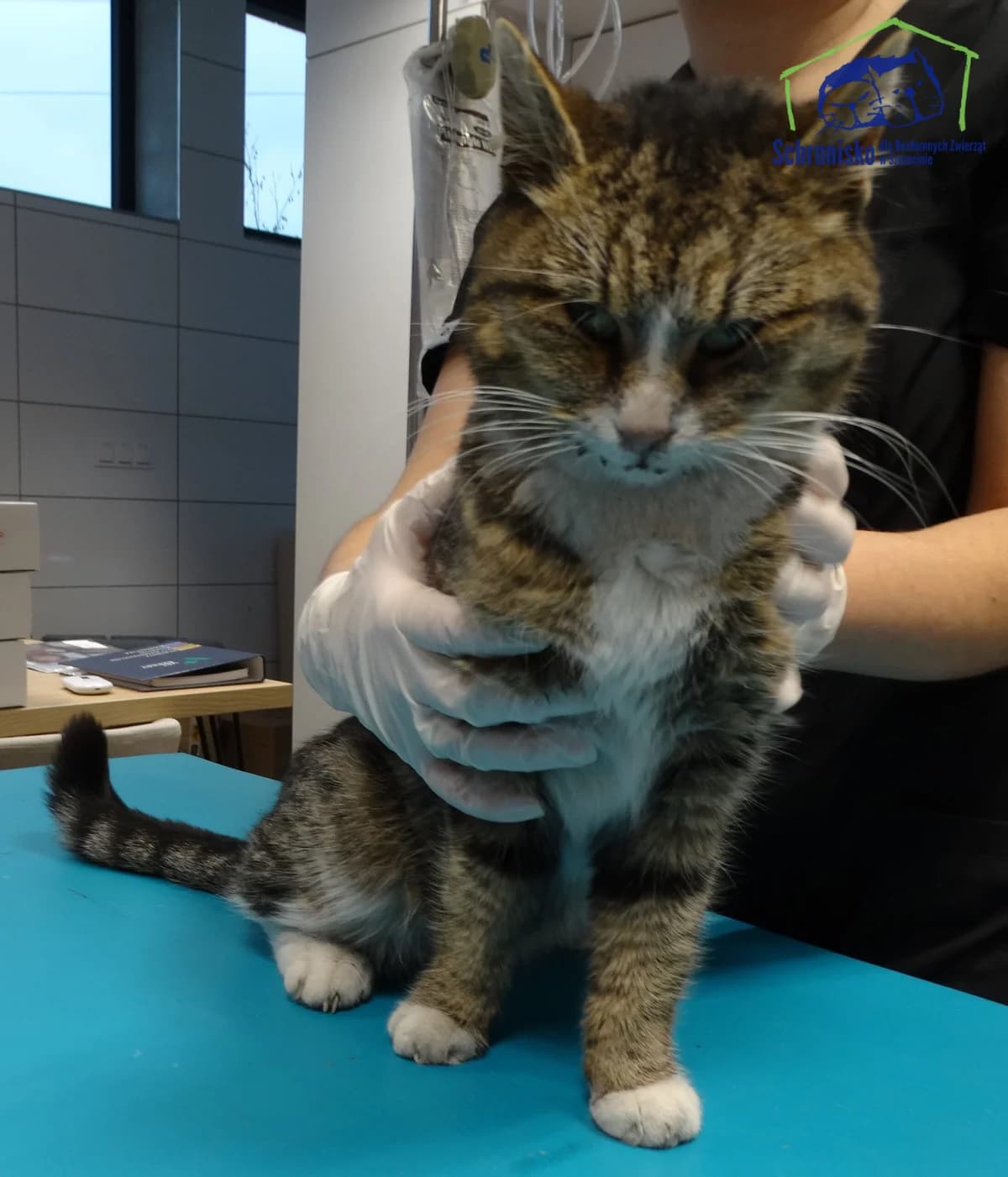 508K/24, Mixed Breed for adoption at Schronisko Szczecin, Szczecin