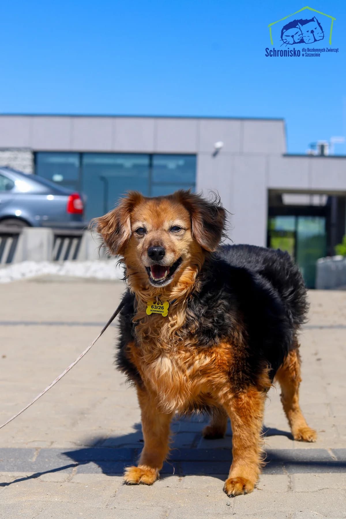 Mania, Mixed Breed for adoption at Schronisko Szczecin, Szczecin